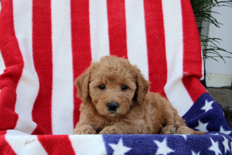 puppy, for, sale, Morki-Poo, Matthew B. Stoltzfus, dog, breeder, Gap, PA, dog-breeder, puppy-for-sale, forsale, nearby, find, puppyfind, locator, puppylocator, aca